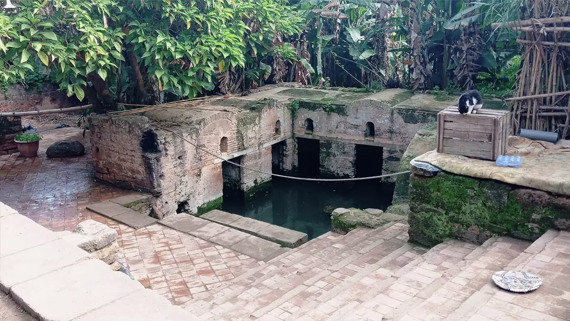 Ancient stone basin surrounded by greenery at Chellah